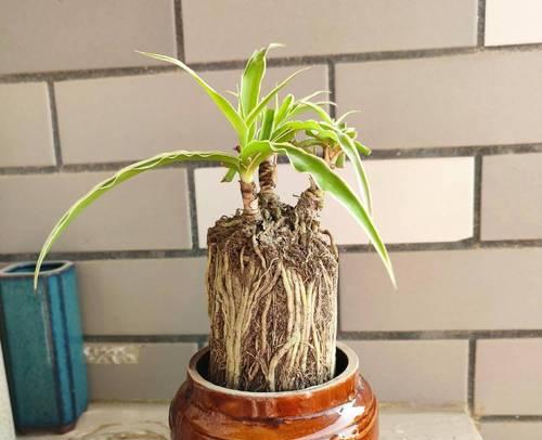 如何选购适合吊兰生长的盆栽（教你如何选择吊兰盆栽，让它健康成长）