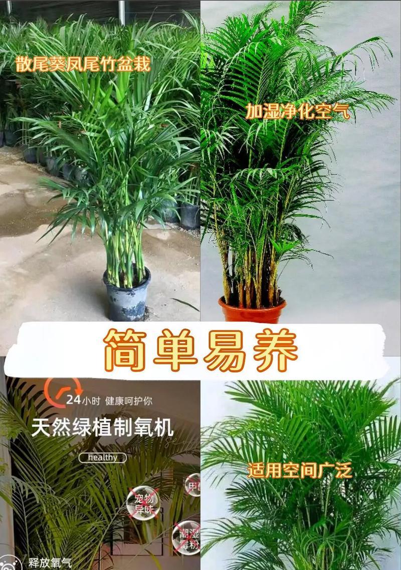 探秘凤尾竹的耐寒极限（寒冬踏雪寻耐寒，凤尾竹竞是佳人）