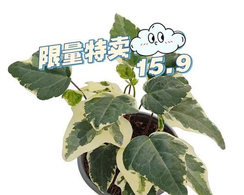 常青藤施肥指南（如何为常青藤选择合适的肥料）