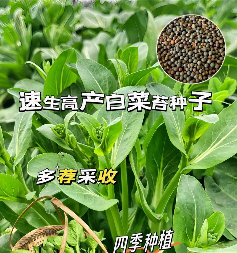 小白菜的种植时间和季节选择（找准最佳时机，轻松栽培小白菜）