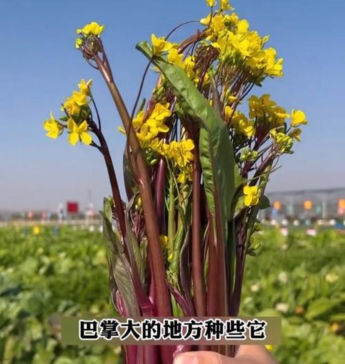 红菜苔的种植技巧剖析（掌握正确的播种时间和方法，让红菜苔旺盛生长）