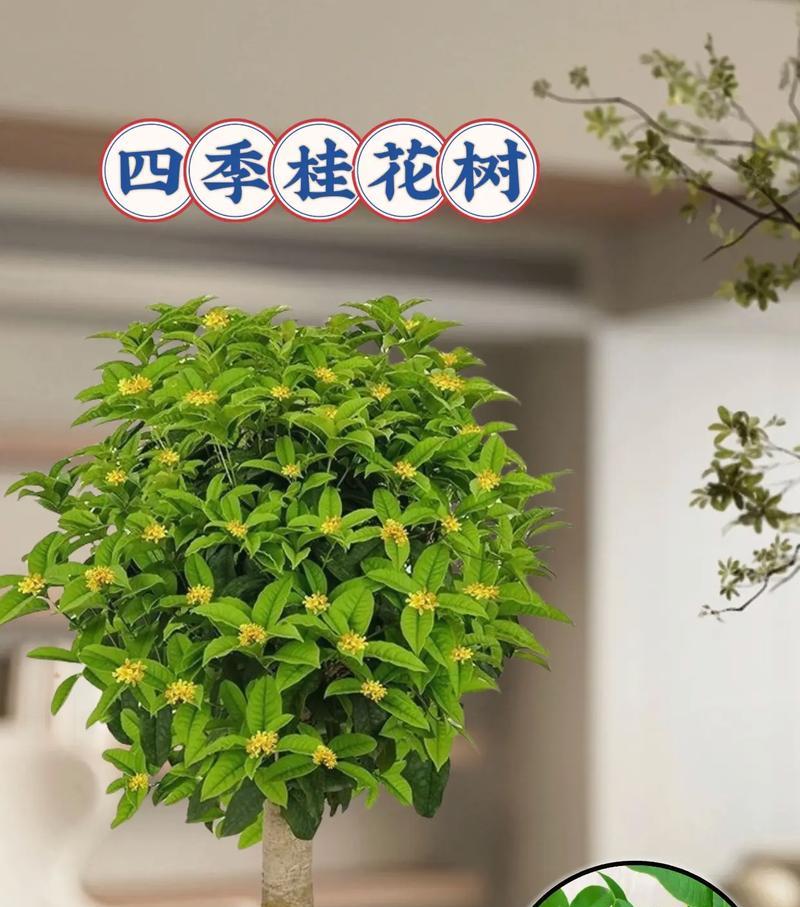 冬天会不会让桂花树冻死？（桂花树的冬季保护和抗寒措施）