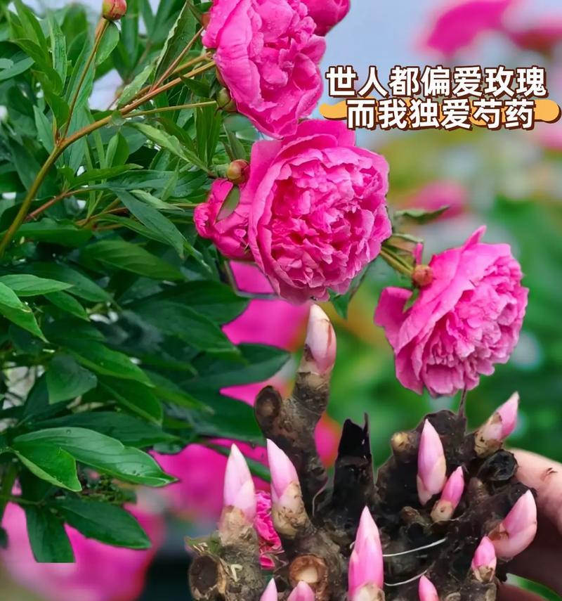 芍药种植深度对生长的影响（科学种植，促进芍药生长）