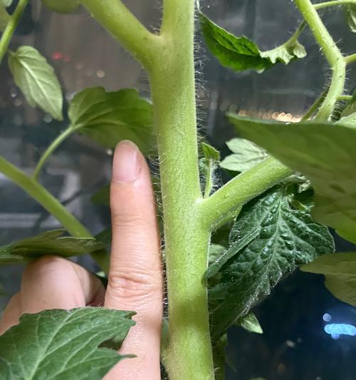 花多多可以为你的菜园浇水吗？（花多多可以为你省去烦恼！）