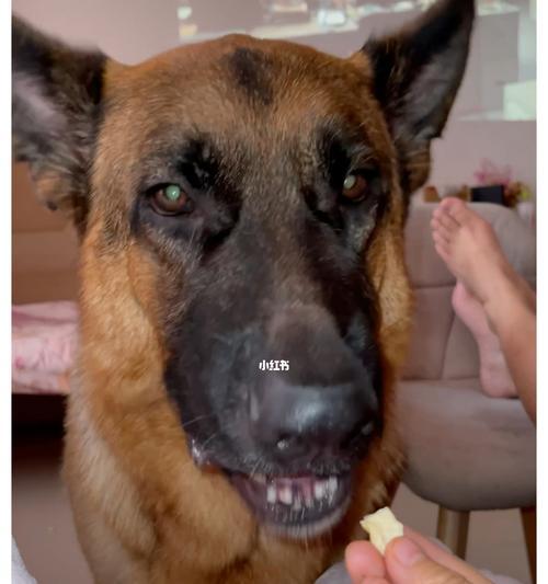 宠物狗可以吃核桃吗？（了解这些，让你的爱犬更健康。）