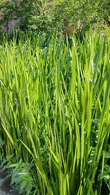 探秘水菖蒲（水菖蒲的种类、生长环境、药用价值等全面解析）