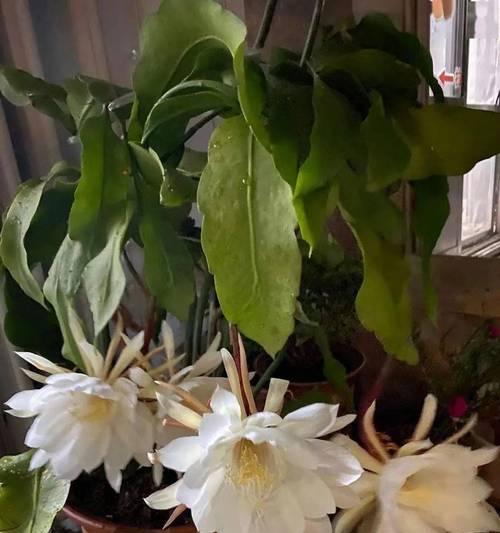 家里养昙花吉利，开花代表什么预兆？——解读昙花开花的神秘