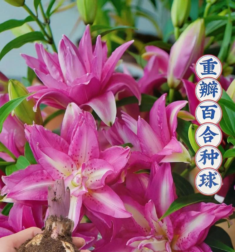 如何正确保存百合种球（百合种球储存技巧详解）