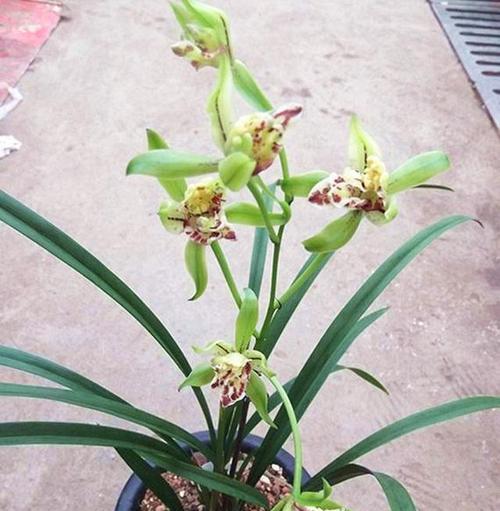 兰花的净化空气和吸附甲醛作用（探究兰花在室内环境中的重要作用）