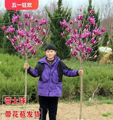如何养好白玉兰（白玉兰的种植、浇水、肥料、修剪、防治病虫害）