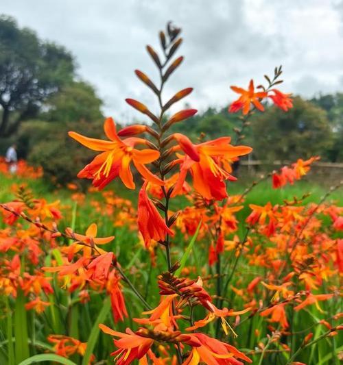 黄土适宜种植的花卉（探寻黄土地的魅力与美丽）