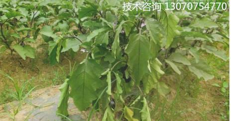 如何治疗圣女果青枯病（圣女果青枯病防治方法及相关药物介绍）