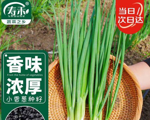 种植葱必备知识——葱种子的来源和获取方法（了解葱种子的生产过程，让你种植更加得心应手）