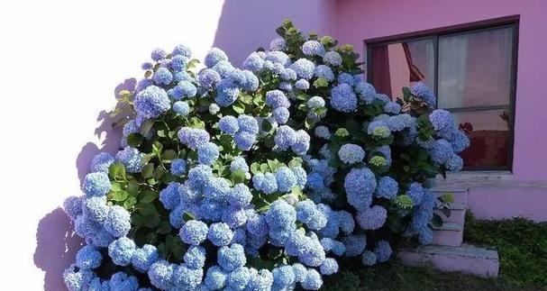 室内装饰必备——绣球花（美丽典雅的卧室小清新）
