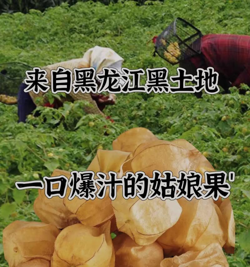 姑娘果的盆栽方法（打造家居水果园，姑娘果种植不再难）