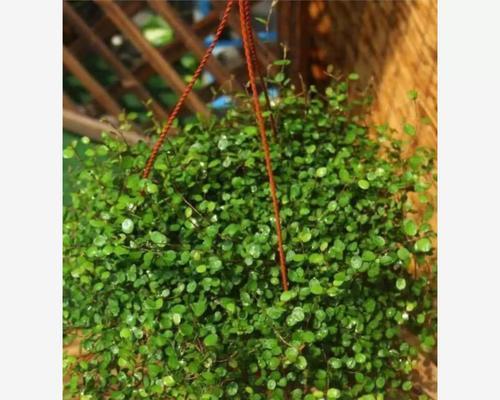 喜阴的室外植物推荐（15种适合在阴凉处生长的美丽植物）