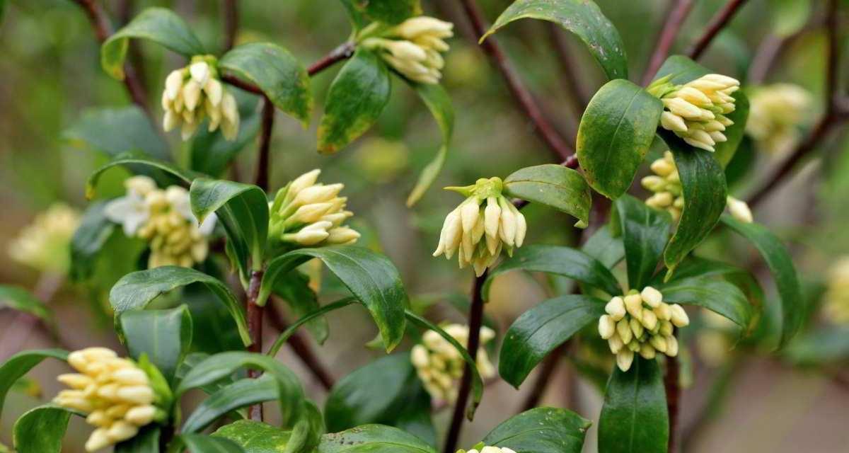 如何剪枝修剪桂花？（图解时间和方法，让你的桂花更美丽）