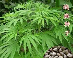 探秘火麻仁（了解火麻仁的植物类别及营养价值）