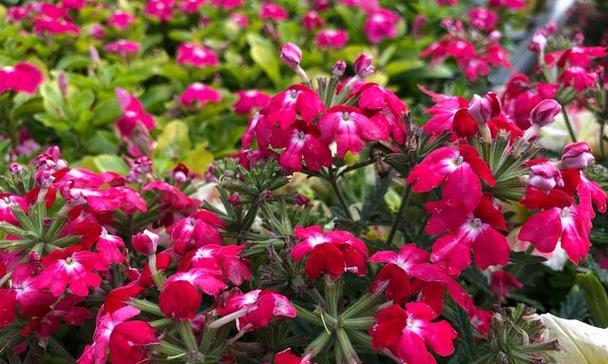 四季樱草——多年生草本植物的生命之美（了解四季樱草的特点和生长习性，让您爱上这种美丽的多年生植物）