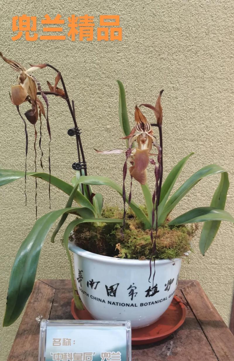 保护兰花，守护自然美（兰花是保护植物吗？保护措施有哪些？）