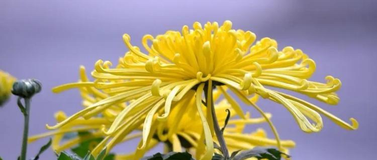 和平之花——探索代表和平的花卉文化