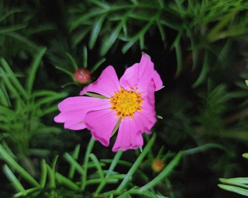 格桑花的养殖方法及养护要点（让你的花园盛放一片金黄）