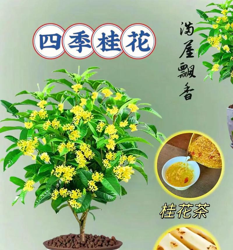 四季常青的植物大全（探寻四季常青植物的魅力与价值）
