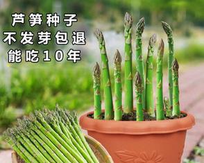 芦笋种子的产生与繁殖（从花到果实，种子如何形成？）