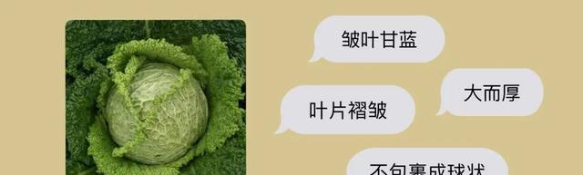 甘蓝成熟期需要多少天？（了解甘蓝成熟期，掌握种植技巧）