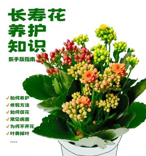 长寿菊为何不开花（解析长寿菊不开花的原因及解决方法）