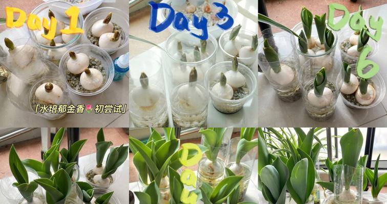 水培郁金香的种植方法（简单易行的步骤让你轻松种植出美丽的郁金香）