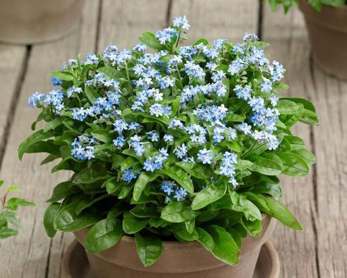 勿忘我的花语——永恒的爱（探索勿忘我的花语的历史、文化与含义）