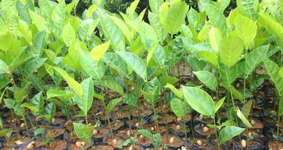 菠萝蜜南方种植全指南（一步步教你在南方成功种植菠萝蜜，让你拥有甜蜜果实）