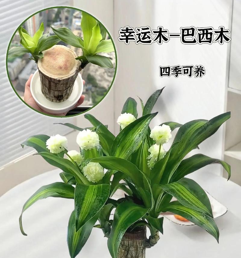 打造旺盛生长的水培巴西木（水培巴西木如何养殖才能更茁壮成长？）