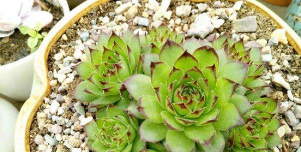 河沙种多肉之福利与技巧（看这里，沙地种植多肉也能有高产收成！）