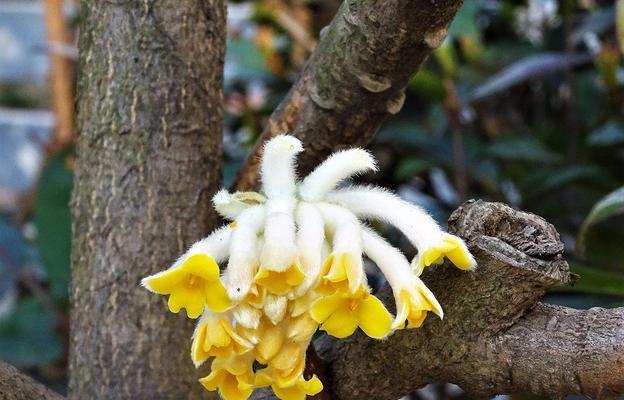 结香花的香味是否有毒害人体？（探究结香花香味对人体健康的影响）