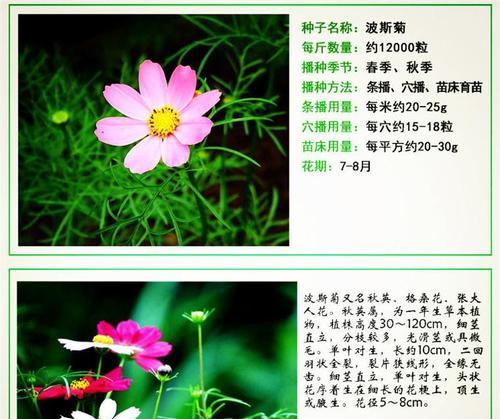 波斯菊是多年生还是一年生的植物？（揭秘波斯菊的生命周期与特征）