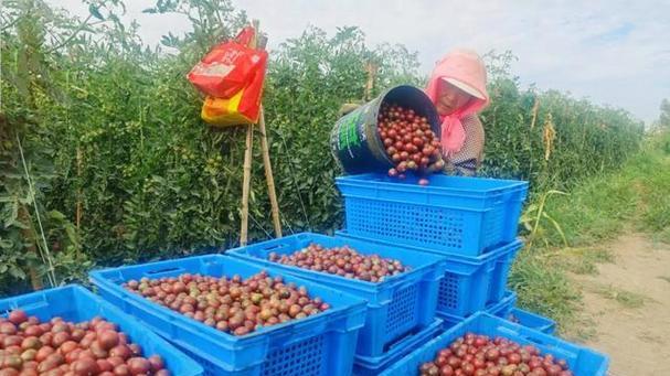 西红柿的成熟采摘与收获时间（春夏秋冬四季西红柿，采摘技巧你知道吗？）