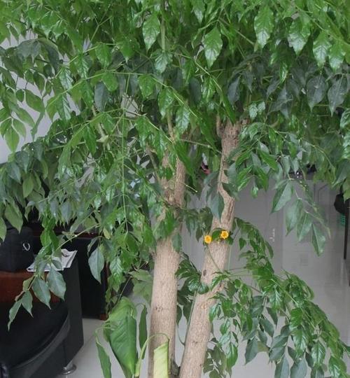 碧玉的浇水方法详解（多久浇一次？水量要多少？让你的碧玉茁壮成长！）