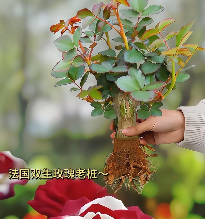 探寻法国花卉的美丽奥秘（从薰衣草到郁金香，解密法国花卉文化）