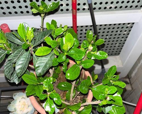 枙子花浇水时间与方法（春夏秋冬，应季浇水才能长青——枙子花的养护技巧）