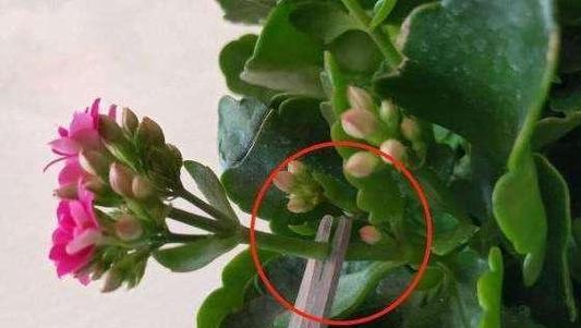 长寿花催花时间和方法（让长寿花早日开花的窍门）