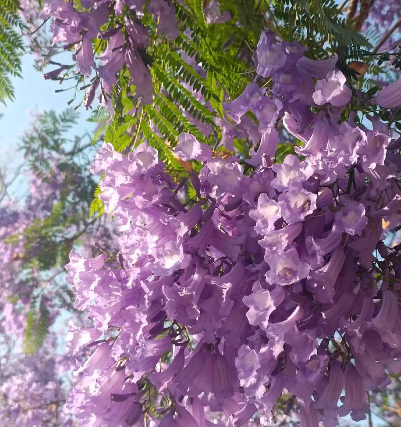 悲伤之花，传递哀思的花语（哀思花语，寄托无尽的悲伤）