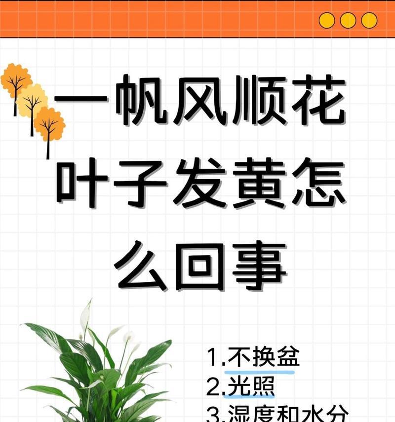 一帆风顺移盆后的浇水技巧（记住这些关键点让你的植物茁壮成长）