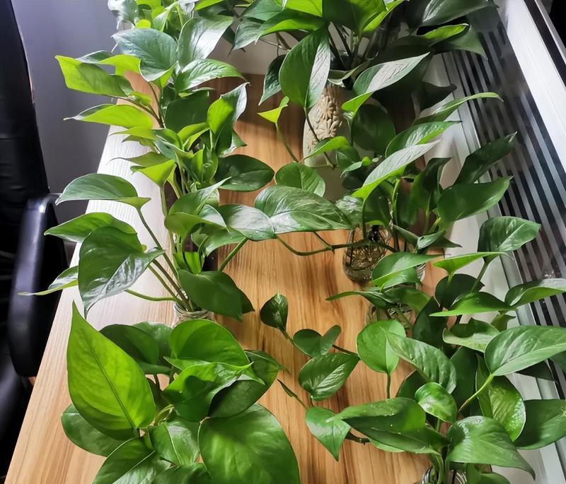 绿萝花怎么浇水？——养护方法大揭秘（别再误区多次，浇水也要有技巧）