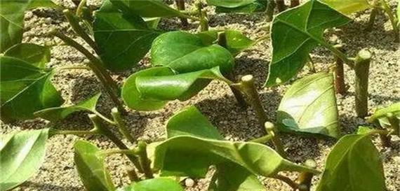 金银花种子的研究（探索金银花种子的特性及应用）