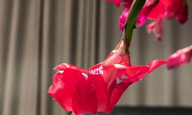 蟹脚莲的家庭养法（让你轻松打造私家花园）