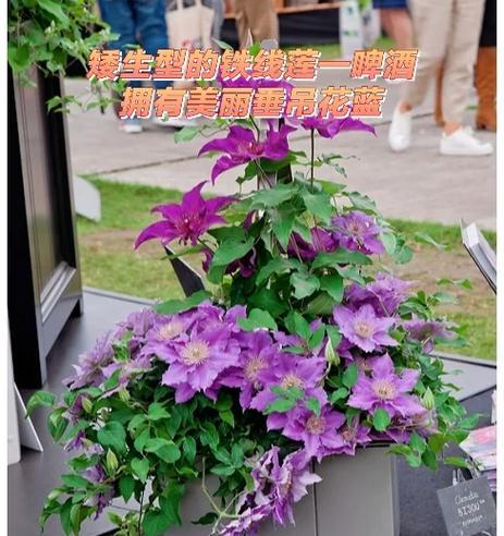 铁线莲啤酒开花时间解析（探究铁线莲啤酒开花时间的因素及其重要性）