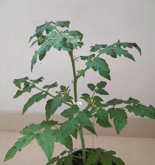 番茄花期的长短及影响因素（探究番茄开花的时间、开花期间要注意的事项和影响开花的因素）
