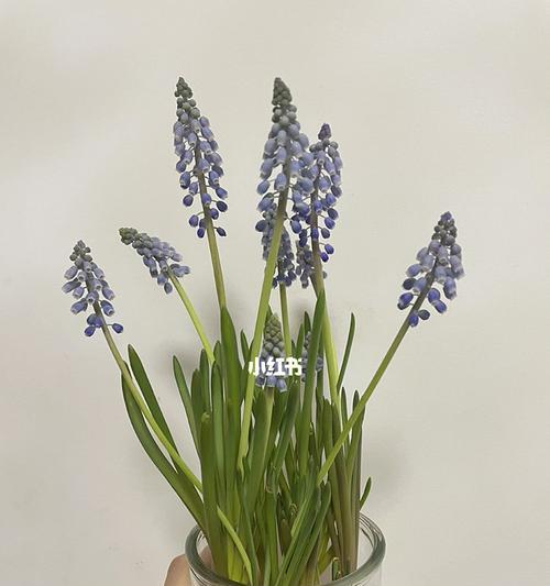 风信子的开花及凋谢过程与处理方法（了解风信子的生长周期，让它更长久美丽）